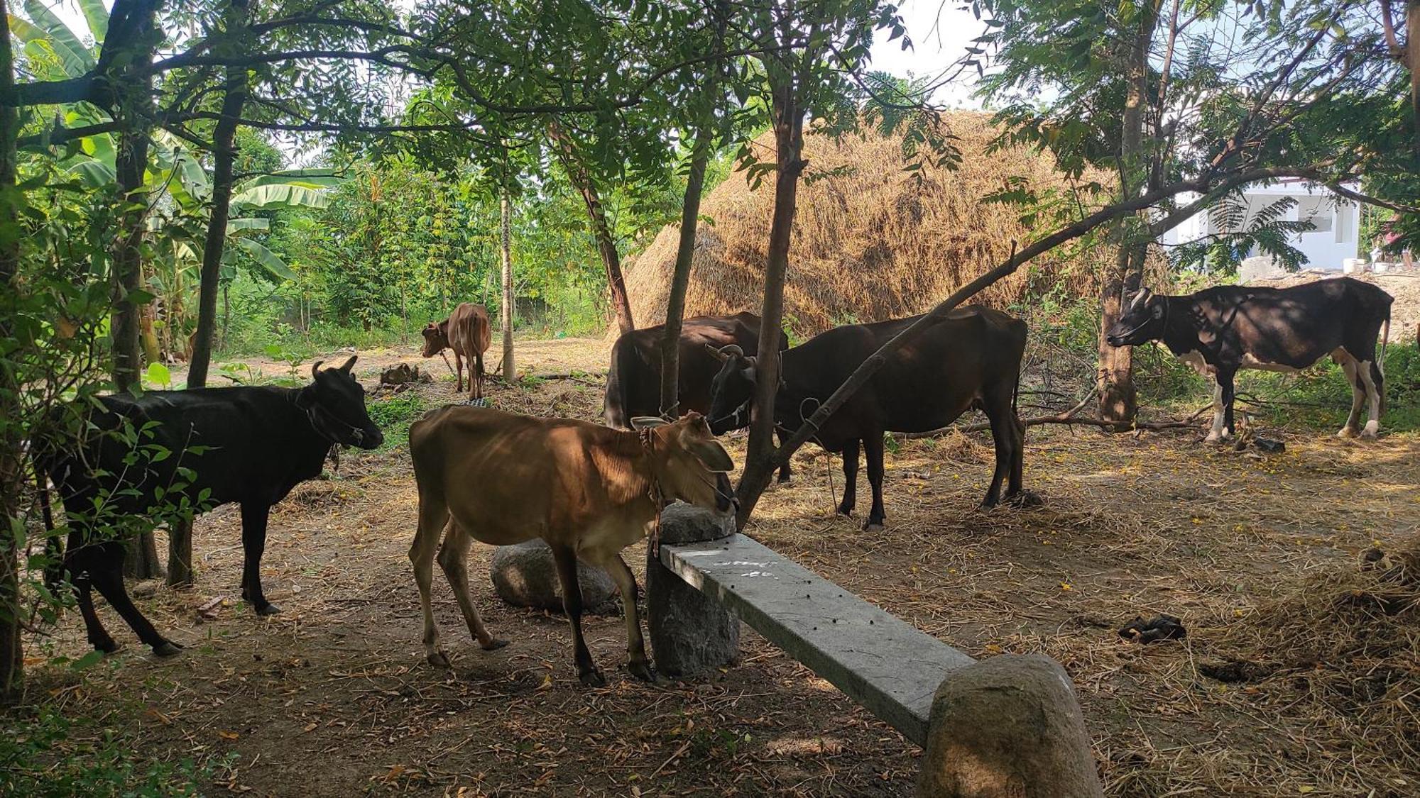 Vaksana Farm Stay Gudraippattu Extérieur photo