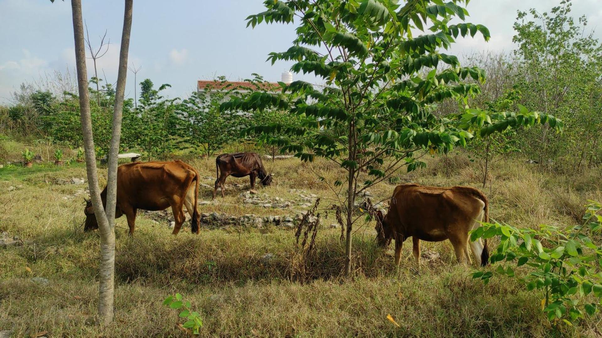 Vaksana Farm Stay Gudraippattu Extérieur photo